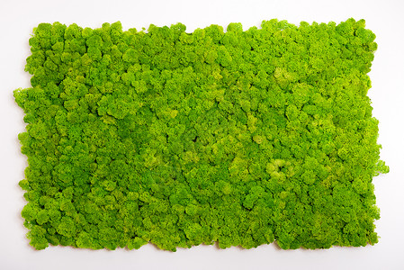 驯鹿苔藓墙绿墙装饰地衣宏观绿化叶子植物群绿色植物生长石蕊背景图片
