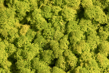 驯鹿苔藓墙绿墙装饰地衣植物群宏观叶子生长石蕊植物绿化绿色背景图片