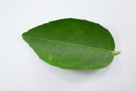 白色背景上孤立的绿叶柠檬黄色水果绿色植物食物收成叶子背景图片