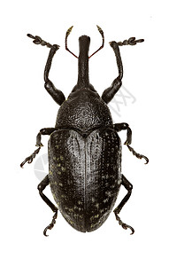 白色背景上的真正象鼻虫 sturnus Schaller 1783恶狼鼻子动物漏洞甲虫鞘翅目宏观昆虫背景