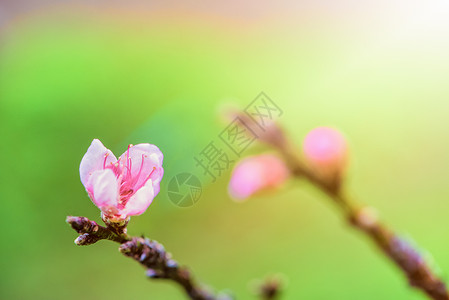 粉红桃花宏观季节阳光花瓣植物公园植物群热带脆弱性生长背景图片