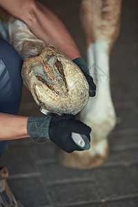 动物身体部位人清洗马蹄手臂一部分主题职业动物男性风光哺乳动物主人蹄子背景