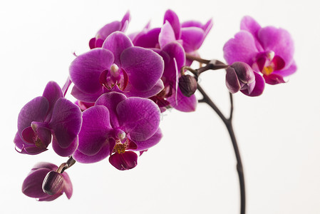白色的紫兰花植物紫色植物群花朵粉色花瓣背景图片