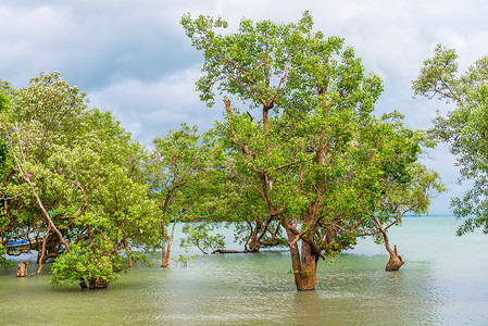 静静的湾湾 泰国有植水树背景图片