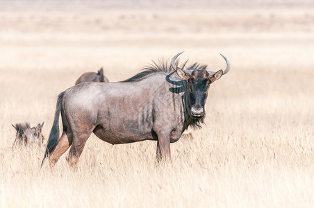 敖德卡斑纹牛羚站立高清图片