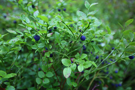 森林中的野蓝莓食物叶子荒野水果衬套绿色浆果树叶生长森林背景图片