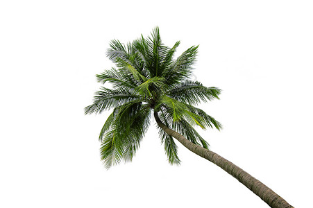 白色中的椰子树在白色背景上隔离的椰子树植物群旅行叶子植物热带异国晴天树木海滩情调背景