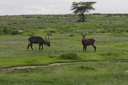 博韦茨大羚羊坦桑尼亚高清图片