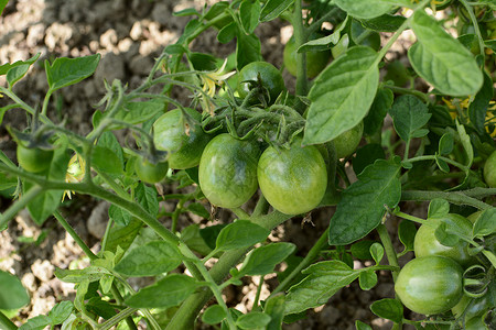 含绿色西红柿成熟的番茄背景图片
