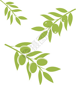 橄榄烧鸡橄榄枝 Vecto树叶植物饮食水果木头液体叶子绘画文化美食设计图片