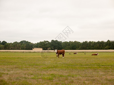 食量农民田里的牛群在被覆盖日背景