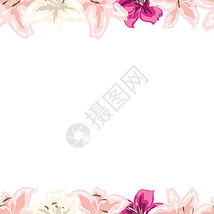粉红彩棠花边框粉红百合花的花边框 在白色背景上隔离 矢量图解插画