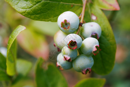 夏花园的纯蓝色果子生长花园收成农业衬套浆果季节饮食树叶食物背景图片