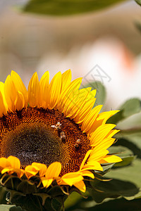 向日葵 海莲图斯Annuus 带蜜蜂黄色花粉快乐阳光花朵太阳雏菊花瓣花园背景图片
