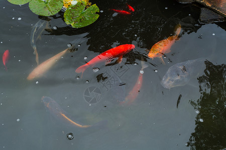 荷花鲤鱼素材科伊鱼在池塘游泳叶子石材鲤鱼设计观赏鱼学家公园区水处理鱼群草叶背景