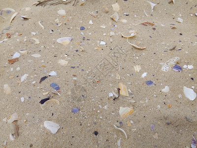 海上的贝壳白色食物海洋生活热带海滩海鲜粉色扇贝旅行背景图片