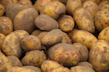 一堆新马铃薯在零售展示特写你摊位农场黄色收成蔬菜地面市场营养食物农业背景图片