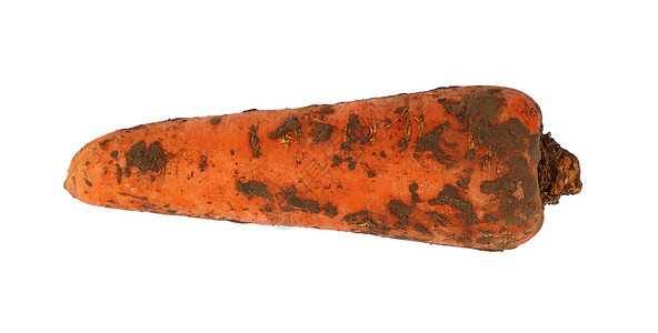 在地面上肮脏的胡萝卜 特写了隔离在白色营养蔬菜食物橙子农场背景图片
