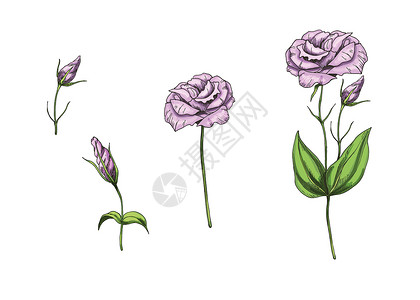 紫色洋桔梗手画了Eustoma花园花朵和白背景上孤立的叶子 植物矢量说明 花粉设计元素插画