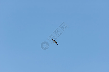 剪纸风白鹤飞翔白鹤在天空飞翔 中巴尔干山 斯塔拉普兰娜背景