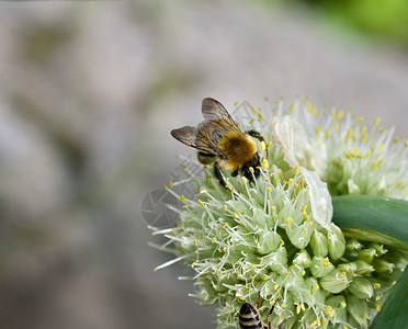 洋葱花上的大黄蜂蔬菜蜂蜜植物学洋葱花园草地熊蜂传粉者采摘昆虫背景图片