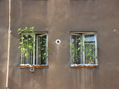 双窗下城市花朵盒中的向日葵种植背景图片