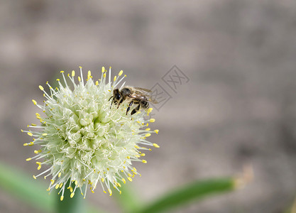 洋葱花上蜜蜂草地蜂蜜园艺环境宏观植物群采摘翅膀传粉者蔬菜背景图片