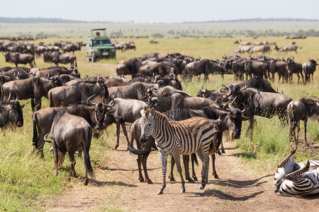 范恩东非坦桑尼亚Serengeti国家公园野生生物和斑马放牧背景