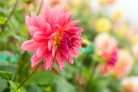 菊花和弦红色相片矮人紫色植物叶子年鉴花朵绿色高清图片