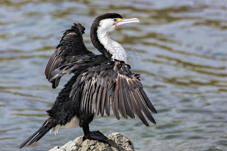 长颈鸟花斑鸬鹚翅膀动物羽毛水鸟海岸支撑海岸线岩石海洋动物群背景