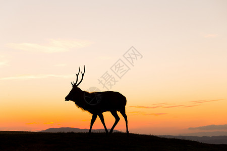 日落时山上鹿的鹿角背景图片