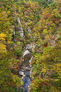 日本秋秋叶的奈鲁科峡谷植物森林橙子悬崖公园叶子黄色岩石季节农村自然高清图片素材