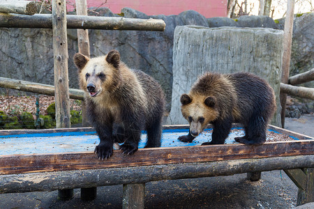 棕色熊动物园公园熊食物公园动物园村庄孩子旅行游客石头示范荒野背景