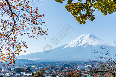 山地fuji和Mamele树植物叶子浅间蓝色旅行绳索地标文化风景宗教背景图片