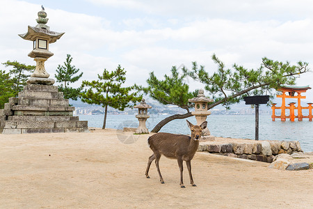 鸟岛的光泽和鹿鹿背景图片