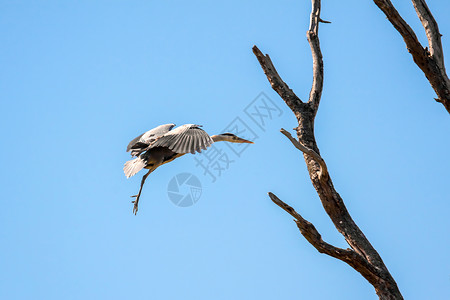 Grey Heron 接近雀巢高清图片