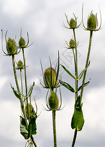 逗弄茶叶 Dipsacus续断英语双年展茶壶植物群草本小费晴天绿色荒野背景