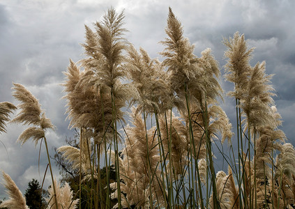 南美天胡荽盛开的草原背景