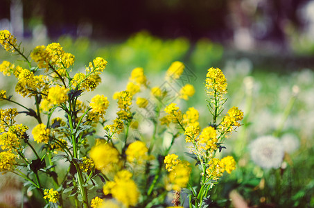 毛蕊花科草地十字花科高清图片