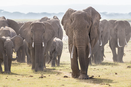 肯尼亚安博塞利国家公园野象群鼻子团体象科力量土地领导者荒野公园獠牙野生动物背景图片