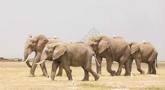 肯尼亚安博塞利国家公园野象群领导者大草原马赛獠牙厚皮力量动物荒野母亲象牙背景图片