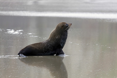 新西兰Fur海豹福氏弧积硫哺乳动物胡须野生动物海岸生态海洋毛皮动物群格式荒野背景图片