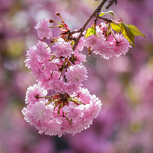 粉红色花朵植物群背景植物风景公园花园季节文化背景图片