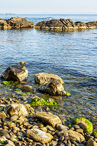 海边岩石上海藻石和海藻背景图片