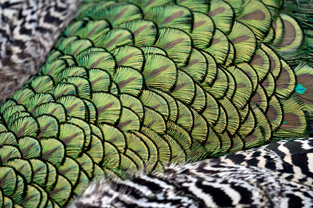 印度孔雀孔雀组织鸡冠花鸟类灰色白色绿色羽毛动物群花园历史脖子背景