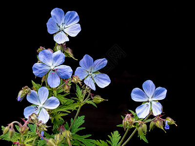 天竺葵树叶植物花瓣花朵蓝色白色格式黑色叶子宏观高清图片