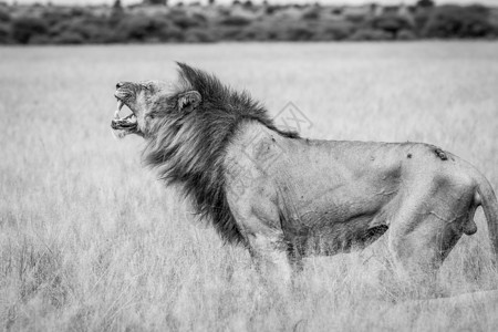 手绘大狮子雄性大狮子在做佛莱门的恶梦猫科毛皮野生动物荒野动物濒危力量捕食者大草原领导者背景