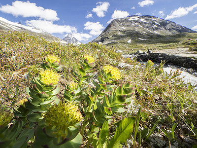 Jotunheimen国家公园景观图片