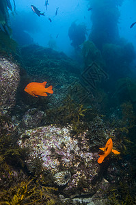 施瓦茨瓦尔迪什Garibaldi 成年人在岩石礁中的成年加里瓦尔迪达利什橙子潜水渠道黄色宏观海洋岛屿催眠曲副题蓝色背景