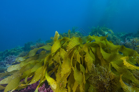 加州卡塔利纳岛外海底的海藻太阳蓝色背景图片